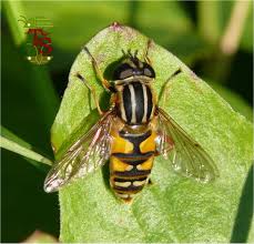Attēlu rezultāti vaicājumam “Helophilus pendulus”