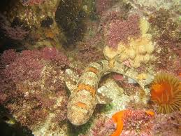 Image result for Haploblepharus pictus