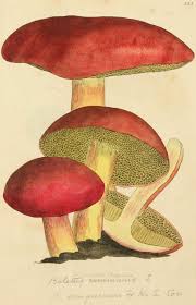 Attēlu rezultāti vaicājumam “Xerocomus rubellus”