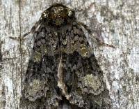 Attēlu rezultāti vaicājumam “Craniophora ligustri larva”