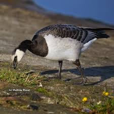 Attēlu rezultāti vaicājumam “Branta leucopsis adult”