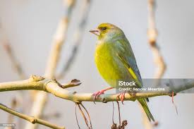 Attēlu rezultāti vaicājumam “Chloris chloris male”