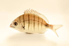 Image result for Diplodus sargus