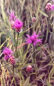 Attēlu rezultāti vaicājumam “Centaurea jacea leaf”