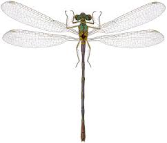 Attēlu rezultāti vaicājumam “Lestes sponsa”