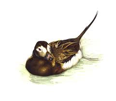 Attēlu rezultāti vaicājumam “Clangula hyemalis”