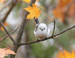 Attēlu rezultāti vaicājumam “Aegithalos caudatus”