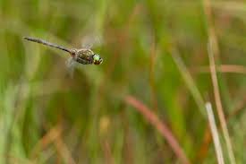 Attēlu rezultāti vaicājumam “Somatochlora flavomaculata”