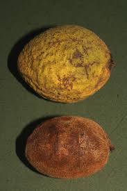 Attēlu rezultāti vaicājumam “Juglans cinerea fruit”