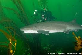 Image result for Notorynchus cepedianus