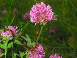 Attēlu rezultāti vaicājumam “Trifolium pratense flower”