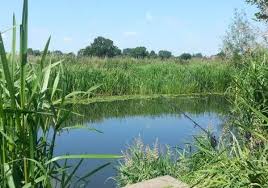 Image result for Lamb Angling Club