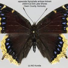 Attēlu rezultāti vaicājumam “Nymphalis antiopa upperside”