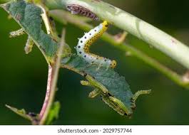 Attēlu rezultāti vaicājumam “Aleurochiton aceris nymph”