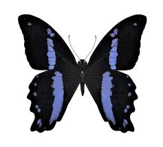 Attēlu rezultāti vaicājumam “Papilionidae”