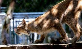 Image result for Lancashire Lynx