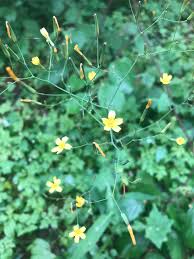 Attēlu rezultāti vaicājumam “Mycelis muralis”