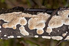 Attēlu rezultāti vaicājumam “Irpex lacteus”