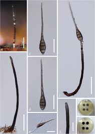 Attēlu rezultāti vaicājumam “Schistidium dupretii sporophyte”