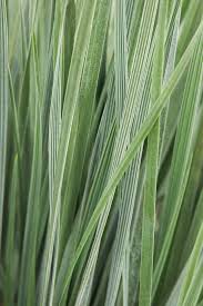 Attēlu rezultāti vaicājumam “Helictotrichon pratense”