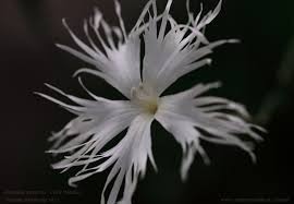 Attēlu rezultāti vaicājumam “Dianthus arenarius”