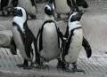 Pictures of Black-Footed Penguins