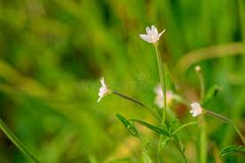 Attēlu rezultāti vaicājumam “Epilobium palustre”