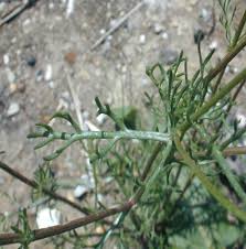 Image result for Matricaria recutita (chamomilla)