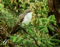 Image result for Coccyzus americanus