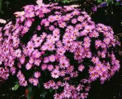 Image result for Aster novi-belgii