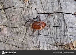 Attēlu rezultāti vaicājumam “Melolontha melolontha imago”