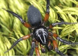 Attēlu rezultāti vaicājumam “Gnaphosidae”