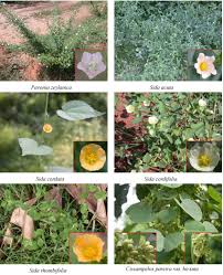 Attēlu rezultāti vaicājumam “Malvaceae”