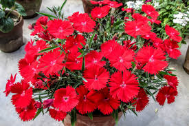 Image result for Dianthus