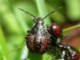 Attēlu rezultāti vaicājumam “Picromerus bidens”