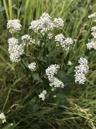 Attēlu rezultāti vaicājumam “Lepidium latifolium”