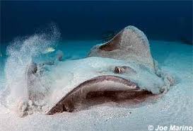 Image result for Hypanus say