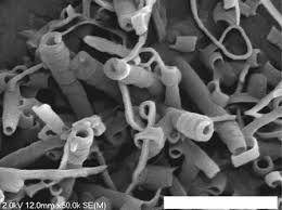 Attēlu rezultāti vaicājumam “Diachea subsessilis young”