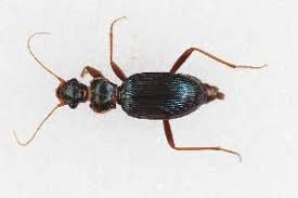 Attēlu rezultāti vaicājumam “Leistus ferrugineus”