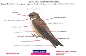 Image result for Ptyonoprogne rupestris