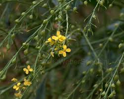 Attēlu rezultāti vaicājumam “Bunias orientalis flower”