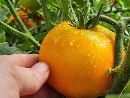 Afbeeldingsresultaat voor oranje van goeienbier tomato