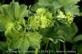 Image result for Alchemilla vulgaris