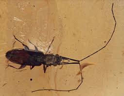 Attēlu rezultāti vaicājumam “Silvanidae”