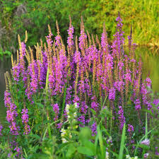 Image result for Blutweiderich