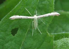 Attēlu rezultāti vaicājumam “Adaina microdactyla”