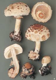 Attēlu rezultāti vaicājumam “Macrolepiota rhacodes”