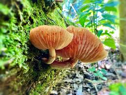 Attēlu rezultāti vaicājumam “Didymium tussilaginis macro”