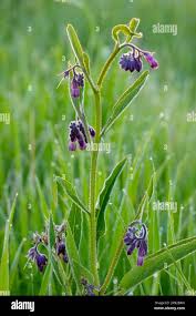 Attēlu rezultāti vaicājumam “Symphytum officinale bud”