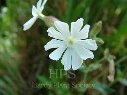 Attēlu rezultāti vaicājumam “Silene x arkwrightii Vesuvius flower”